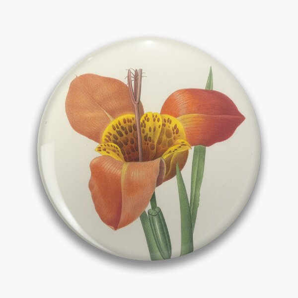 Item preview, Pierre-Joseph Redouté: Tigridia Pavonia designed and sold by Tridentulus.