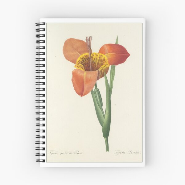 Item preview, Pierre-Joseph Redouté: Tigridia Pavonia designed and sold by Tridentulus.