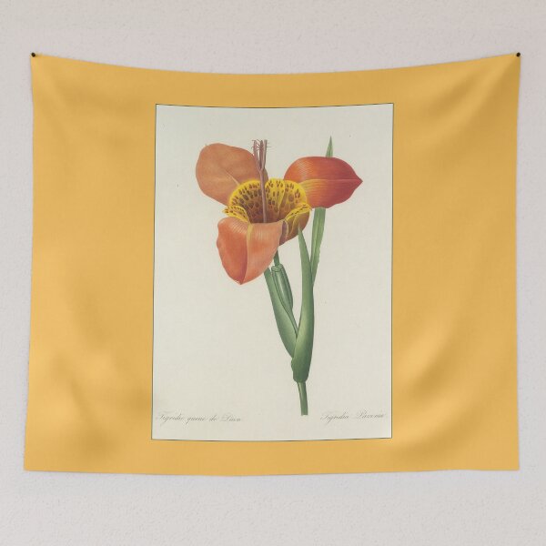 Item preview, Pierre-Joseph Redouté: Tigridia Pavonia designed and sold by Tridentulus.