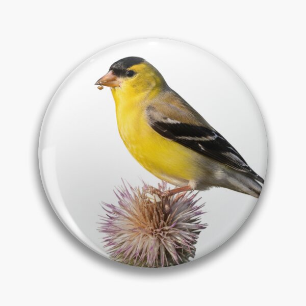 Item preview, Goldfinch Resting on a Crown of Thorns designed and sold by laguitan10.