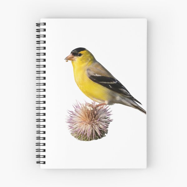 Item preview, Goldfinch Resting on a Crown of Thorns designed and sold by laguitan10.