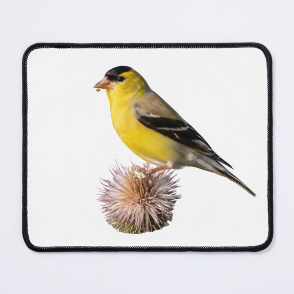 Item preview, Goldfinch Resting on a Crown of Thorns designed and sold by laguitan10.