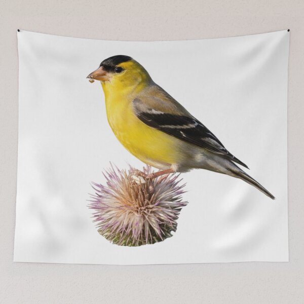 Item preview, Goldfinch Resting on a Crown of Thorns designed and sold by laguitan10.
