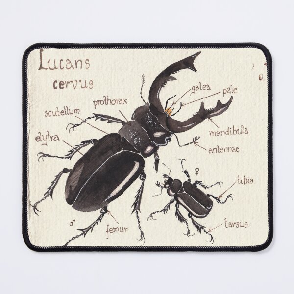 Item preview, Rhinoceros beetle vintage watercolor designed and sold by veroslawa.