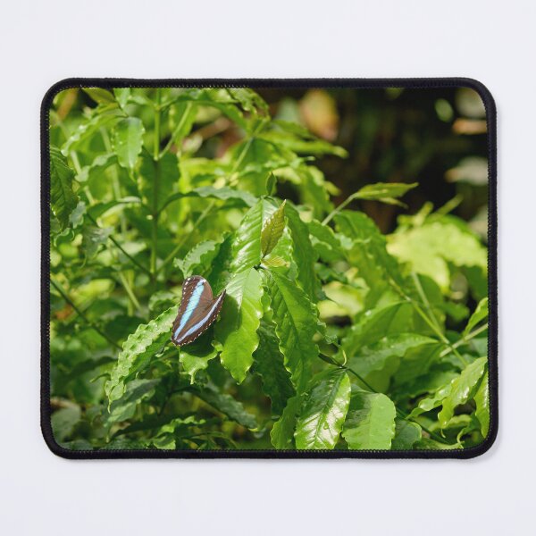Item preview, Blue Banded Morpho designed and sold by Jouko Lehto Photography.