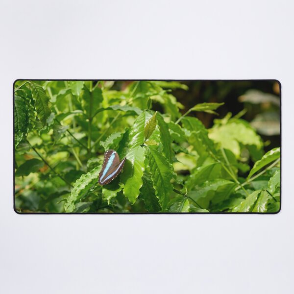 Item preview, Blue Banded Morpho designed and sold by Jouko Lehto Photography.