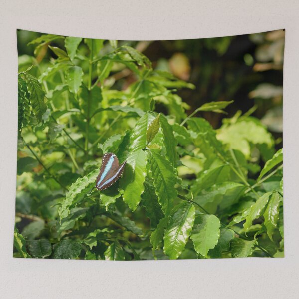 Item preview, Blue Banded Morpho designed and sold by Jouko Lehto Photography.
