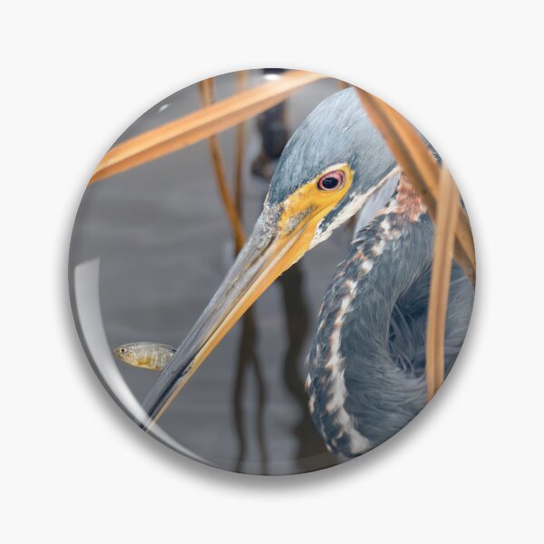 Item preview, Tricolored Heron With Its Little Fish designed and sold by Debra Martz.