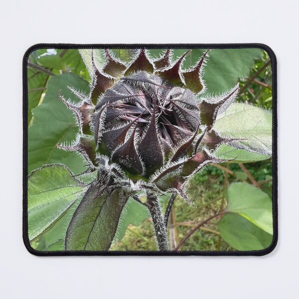 Item preview, Sunflower Bud 2 designed and sold by Abeink1030.