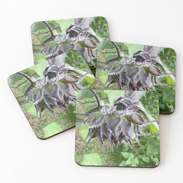 Item preview, Sunflower Bud 3 designed and sold by Abeink1030.