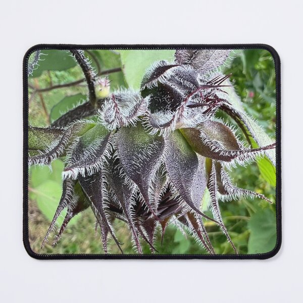 Item preview, Sunflower Bud 3 designed and sold by Abeink1030.