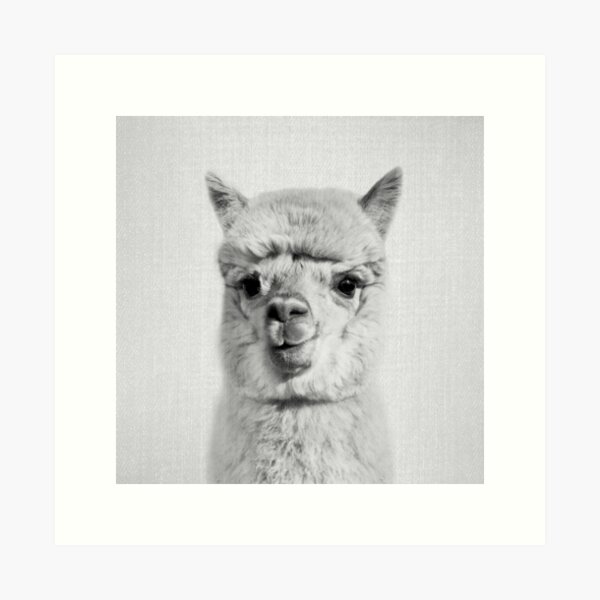 Alpaca - Black & White Art Print