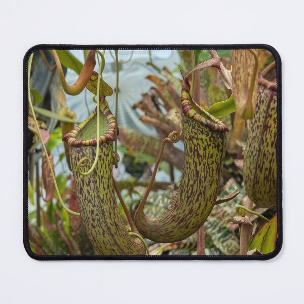 Item preview, Mesmerizing Speckled Carnivorous Pitcher Plant in Red & Green designed and sold by Photogenic Snap.