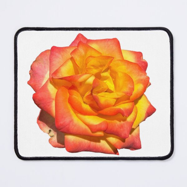 Item preview, Sunset Rose I designed and sold by thedragonwolf.