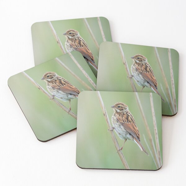 Item preview, Female Reed Bunting  designed and sold by ollygriffin.