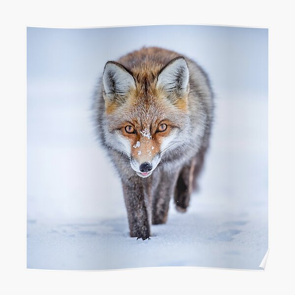 Winter Fox Poster