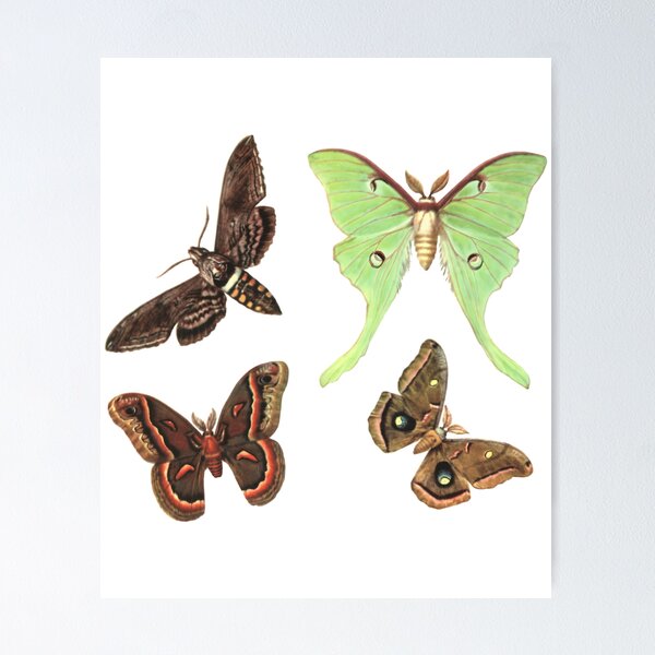 Item preview, Vintage Moth Collection designed and sold by mpbqzfls15.