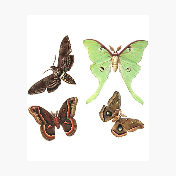 Item preview, Vintage Moth Collection designed and sold by mpbqzfls15.