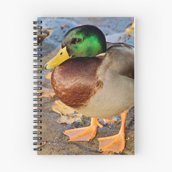 Item preview, Mallard Duck, River Avon, Evesham designed and sold by RJKYTE1970.