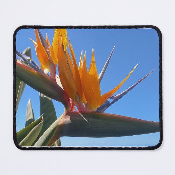 Item preview, Strelitzia designed and sold by birgitsfotoshop.