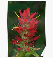 Indian Paintbrush Poster