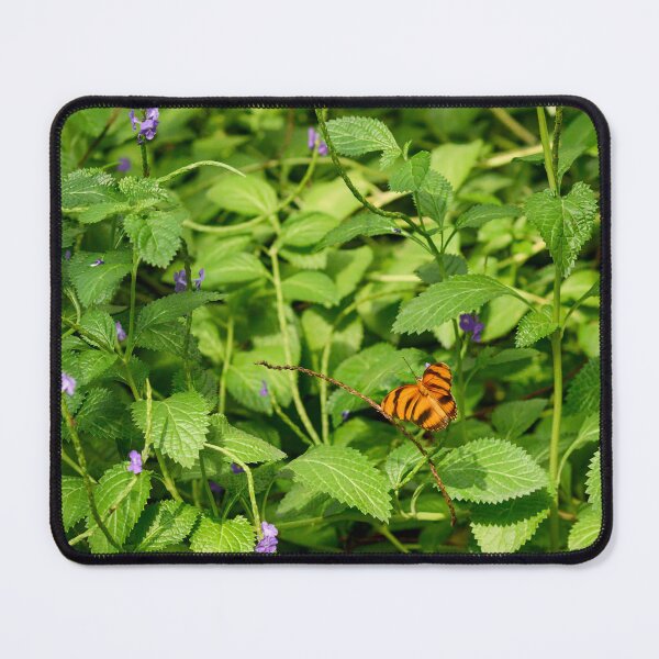 Item preview, Banded orange heliconian designed and sold by Jouko Lehto Photography.