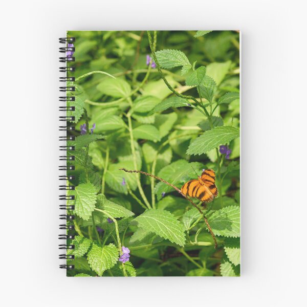 Item preview, Banded orange heliconian designed and sold by Jouko Lehto Photography.