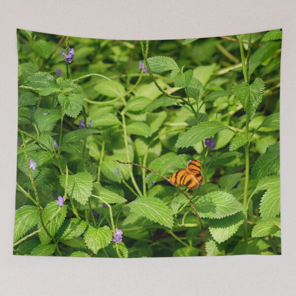 Item preview, Banded orange heliconian designed and sold by Jouko Lehto Photography.