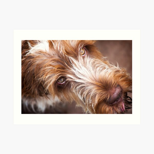 Gazing up Spinone Art Print