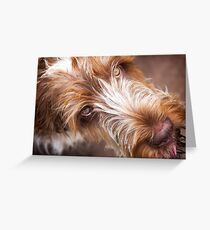 Brown Roan Italian Spinone Dog Head Shot Greeting Card