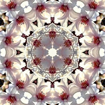 Artwork thumbnail, Delicate Transformation by Betsy Phillips