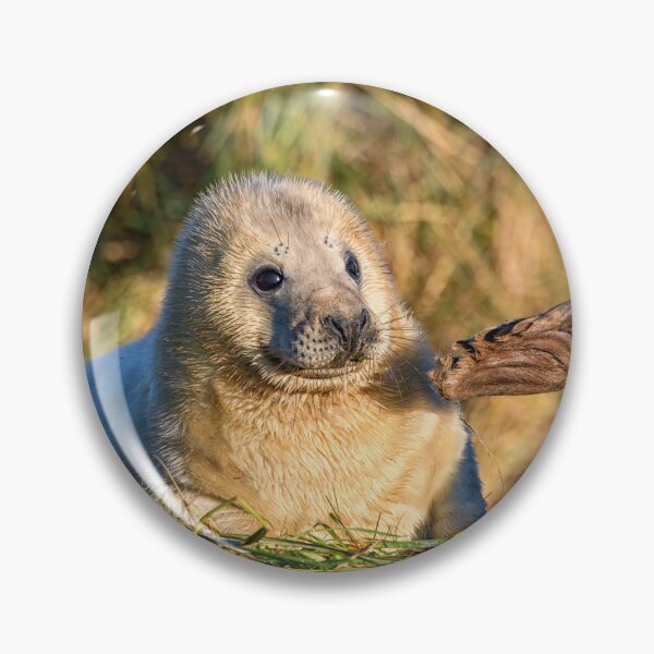 Item preview, Adorable Grey Seal Pup on the Beach designed and sold by Karen Dore Art & Photography.