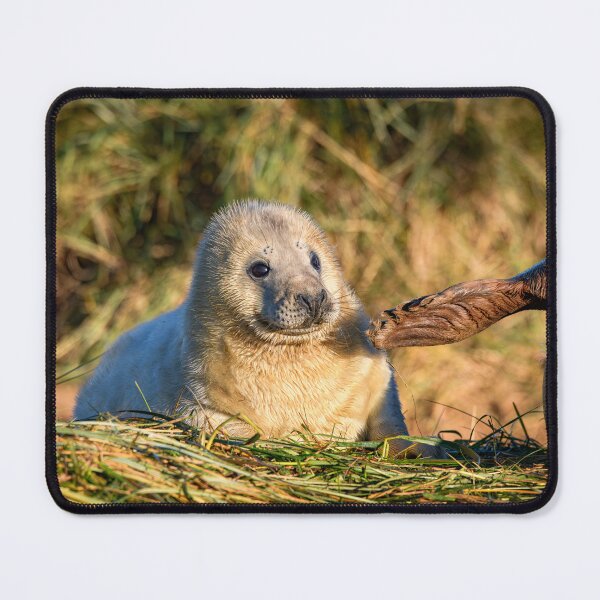Item preview, Adorable Grey Seal Pup on the Beach designed and sold by Karen Dore Art & Photography.