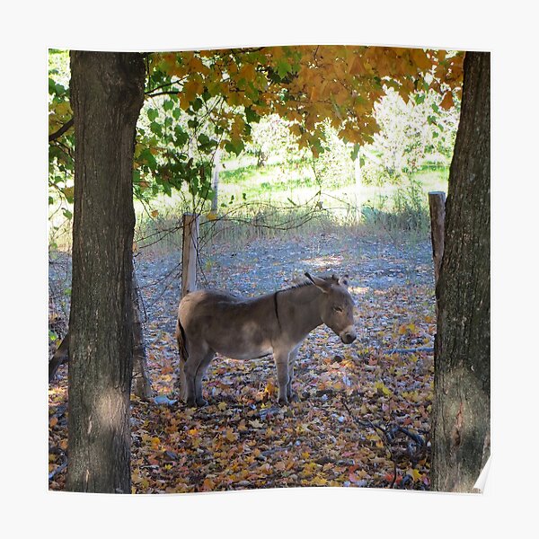 A Donkey's Tale Poster