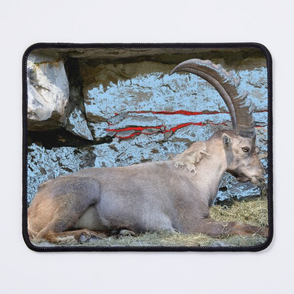 Item preview, Proud ibex – ruler of the mountains in a majestic pose / Swiss Artwork Photography designed and sold by Raphael Wolf.
