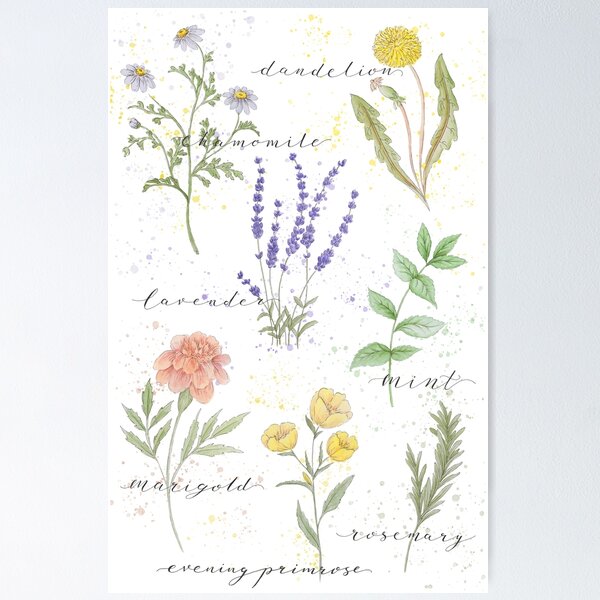 Botanical Drawing for Beginners - Wildflowers Holistic Health and Wellness
