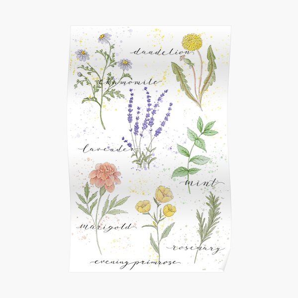 Medicinal Herbs Poster