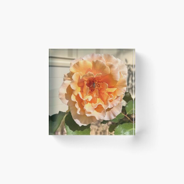 Item preview, Golden Peach Rose with Hoverfly – Macro Flower Photography designed and sold by Be Captured by Brittany Emma.