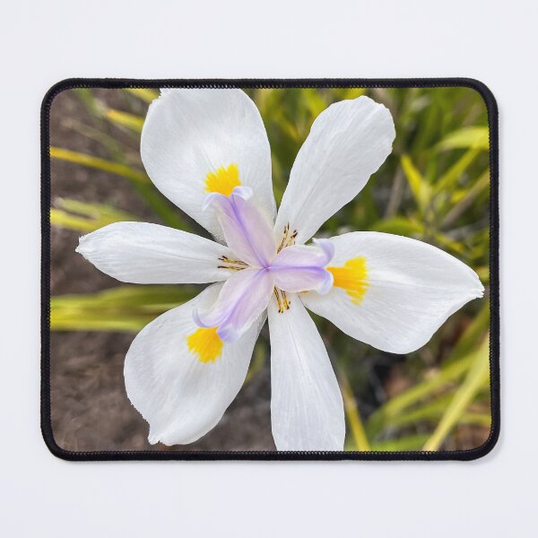 Item preview, White Wild Iris – Delicate Garden Flower Macro designed and sold by Be Captured by Brittany Emma.