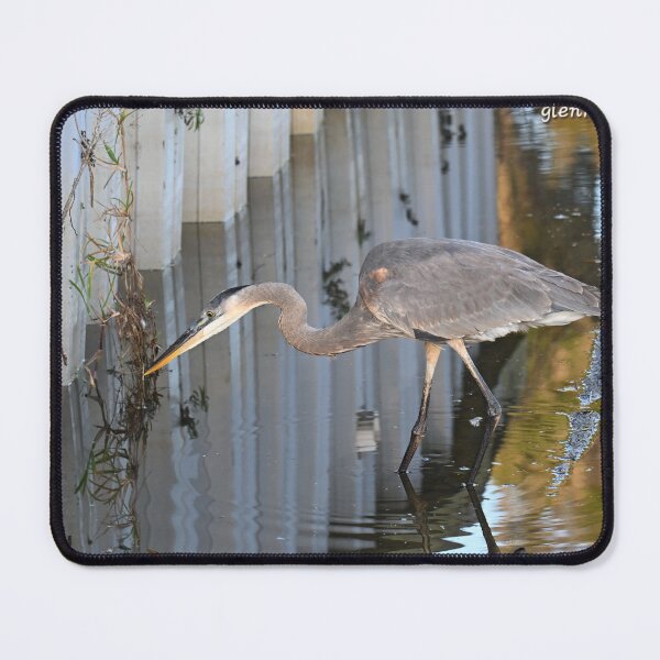 Item preview, Great Blue Heron poised to strike designed and sold by Glennphotos.