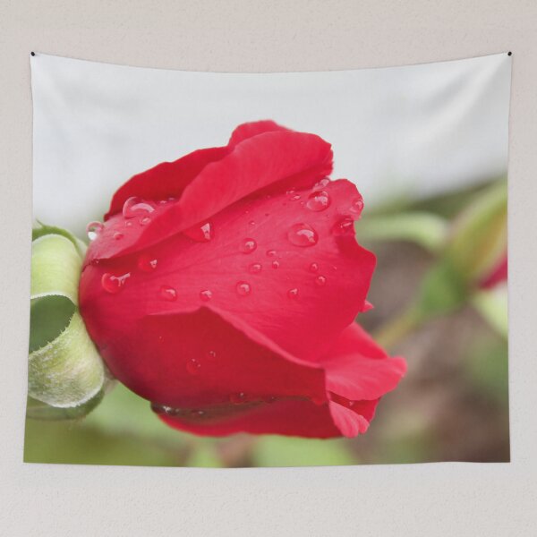 Item preview, Red Rose With Rain Drops designed and sold by byamyclark.