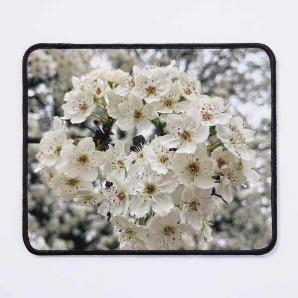 Item preview, Dreamy White Callery Pear Blossom designed and sold by CelticValkyrie.
