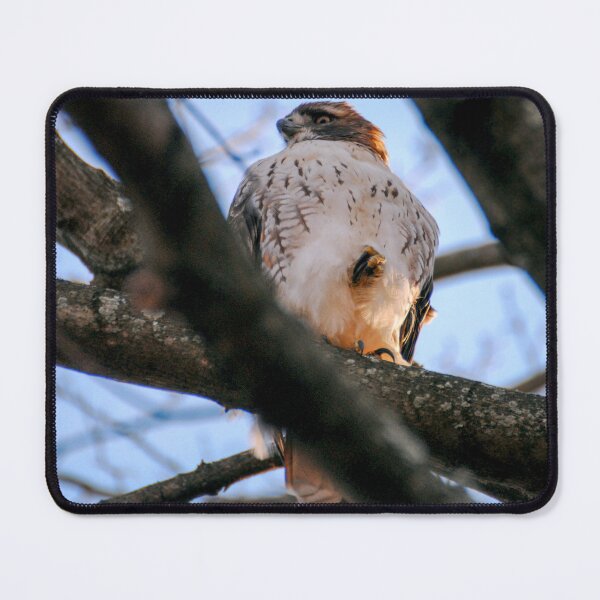 Item preview, Cold Hawk designed and sold by Kerri Ann McClellan.