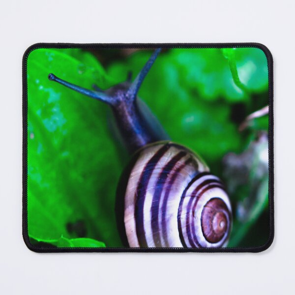 Item preview, Snail photography designed and sold by larissamae.