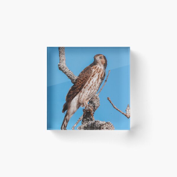 Item preview, Up and Away designed and sold by Kerri Ann McClellan.