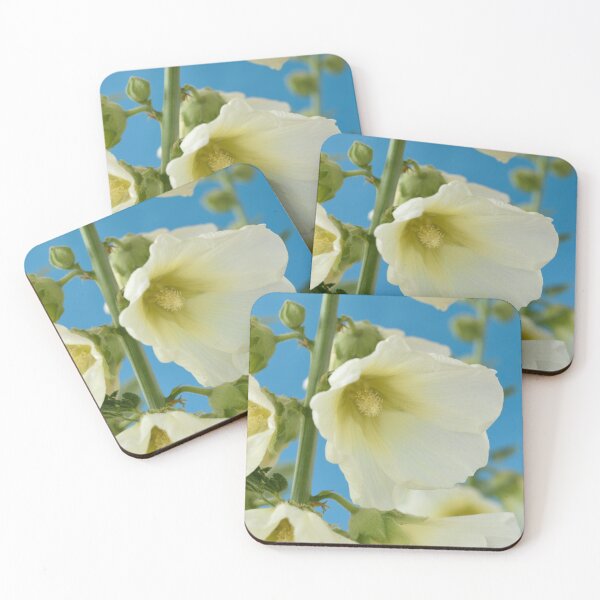 Item preview, Alcea rosea 'Halo White' Hollyhock Halo Series designed and sold by Chris Burrows.