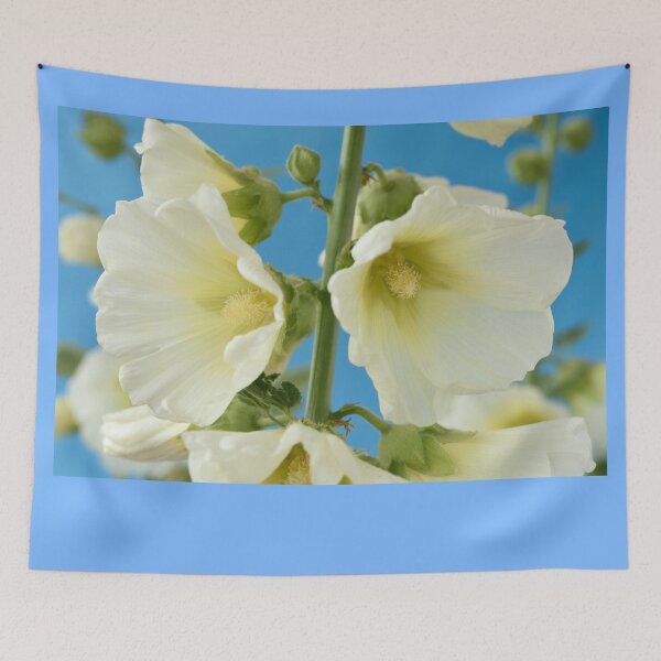 Item preview, Alcea rosea 'Halo White' Hollyhock Halo Series designed and sold by Chris Burrows.
