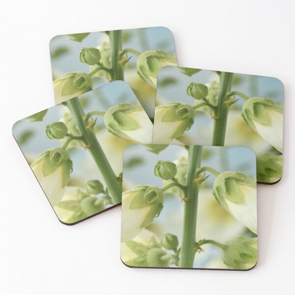 Item preview,  Alcea rosea 'Halo White' Hollyhock Halo Series designed and sold by Chris Burrows.