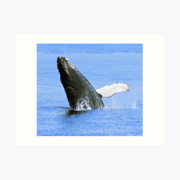 Baby Humpback Whale Breaching Art Print