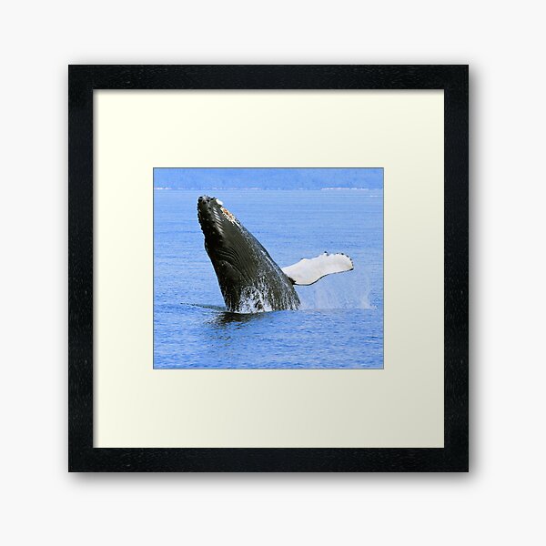 Baby Humpback Whale Breaching Framed Art Print